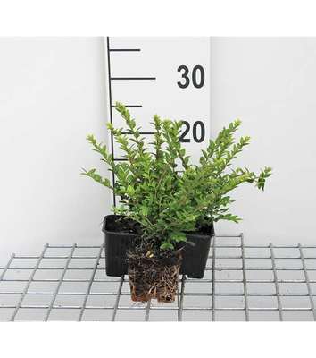 Lonicera nit. 'Maigruen'