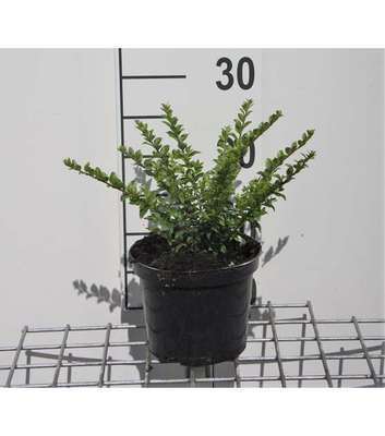 Lonicera nit. 'Maigruen'