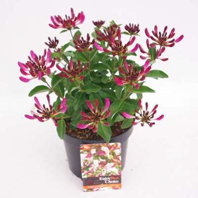 Lonicera pericl. 'Chic & Choc'®
