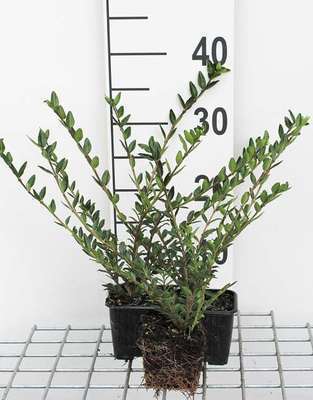 Lonicera pileata