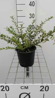 Lonicera pileata
