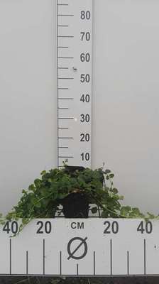 Lysimachia nummularia