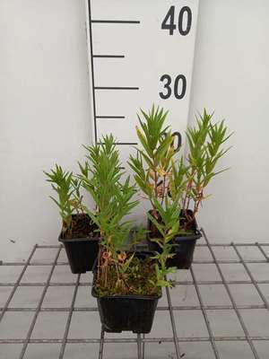 Lysimachia thyrsiflora