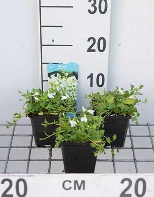 Mazus reptans 'Albus'