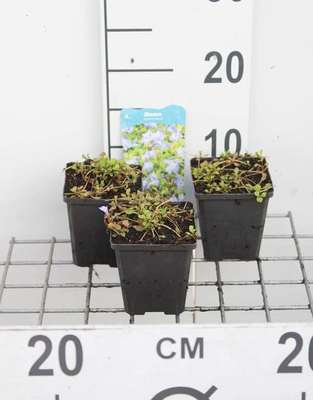 Mazus reptans