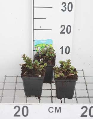 Mentha aquatica