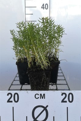 Mentha cervina 'Alba' (= preslia cerv. 'alba')