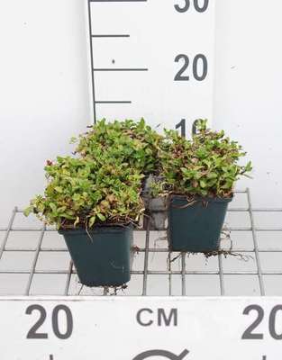 Mentha cervina (= preslia cervina)
