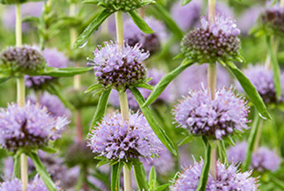 Mentha cervina (= preslia cervina)
