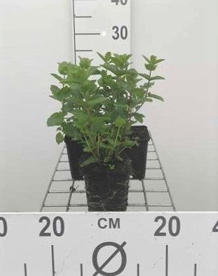 Melissa officinalis