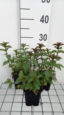 Mentha pip. 'Chocolate'