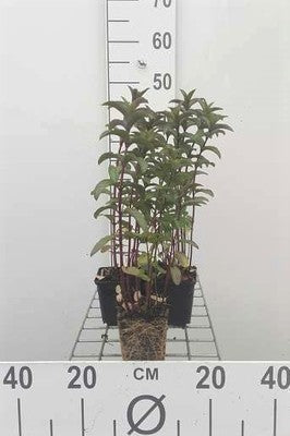 Mentha x piperita