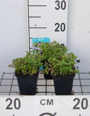 Mentha pulegium