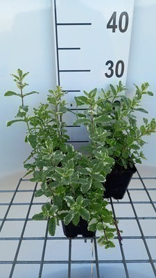 Mentha rotund. 'Variegata'