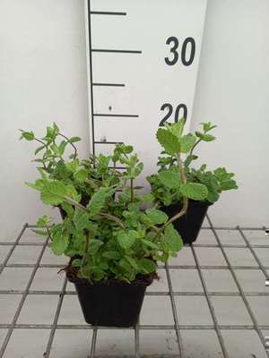 Mentha suaveolens