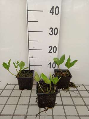 Menyanthes trifoliata