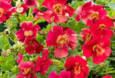 Mimulus hybr. 'Bonfire Red'