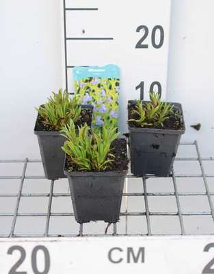 Mimulus ringens