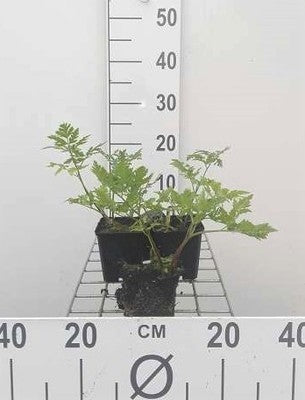 Myrrhis odorata