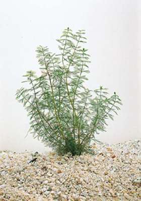Myriophyllum spicatum
