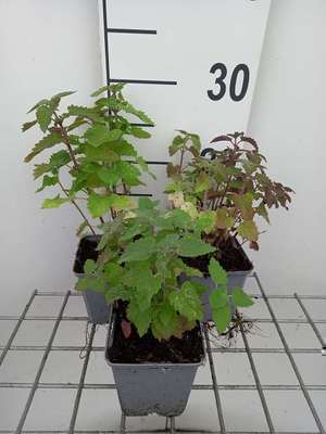 Nepeta cataria