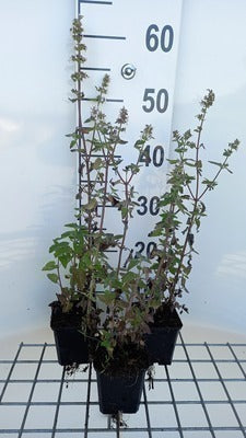 Nepeta cataria 'Citriodora'