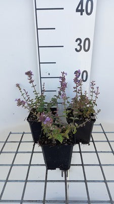 Nepeta hybr. 'Cat's Pajama'
