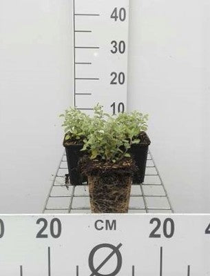 Nepeta faassenii