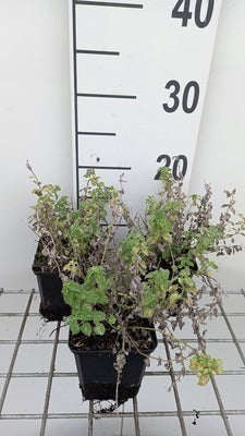 Nepeta faas. 'Alba'