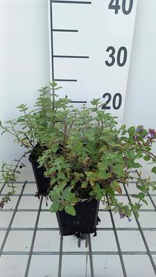 Nepeta faas. 'Blue Wonder'