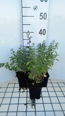 Nepeta faas. 'Dropmore'