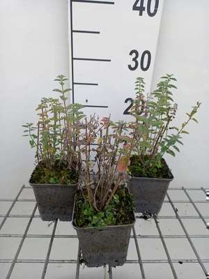 Nepeta faas. 'Junior Walker'®