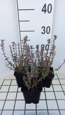 Nepeta hybr. 'Purrsian Blue'