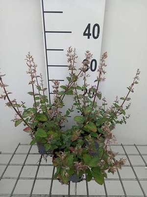 Nepeta faas. 'Picture Perfect'