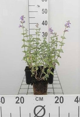 Nepeta faas. 'Six Hills Giant'