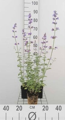 Nepeta faas. 'Walker's Low'
