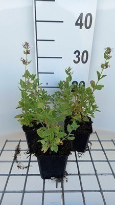 Nepeta grand. 'Dawn To dusk'