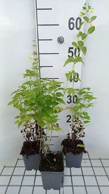 Nepeta govaniana