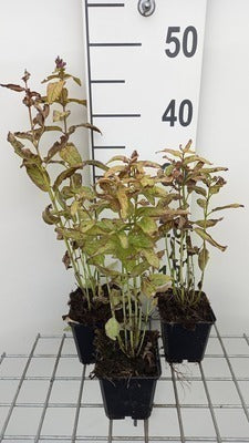 Nepeta kubanica