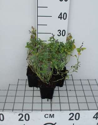 Nepeta mussinii