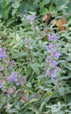 Nepeta mussinii