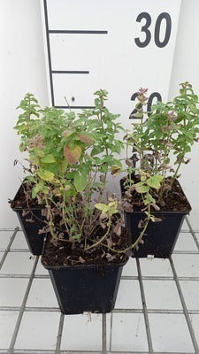 Nepeta racemosa 'Little Titch'
