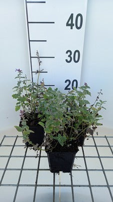 Nepeta racemosa 'Superba'