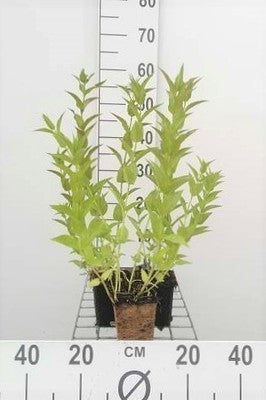 Nepeta sibirica