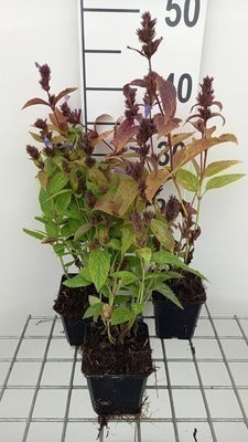 Nepeta subs. 'Laufen'