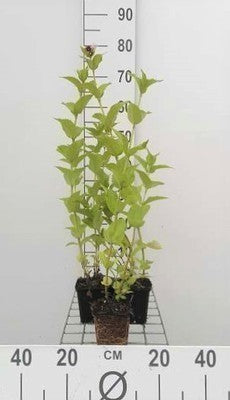 Nepeta subsessilis