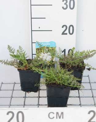 Oenanthe aquatica