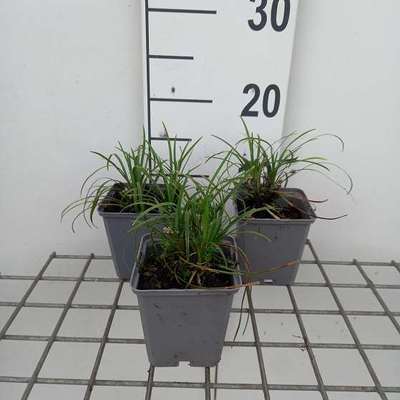 Ophiopogon japonicus