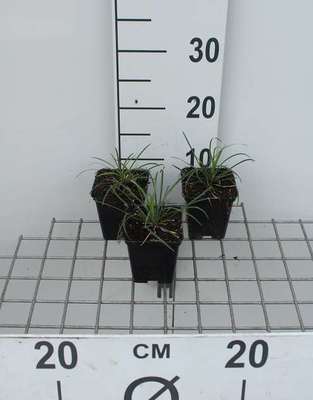 Ophiopogon jap. 'Minor'