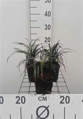Ophiopogon plan. 'Niger'